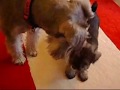 Schnauzer Miniatura video