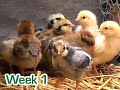 Raising Chics from Scratch