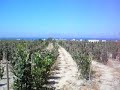 Sigalas Winery - Santorini