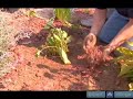 How To Add Mulch To A Black Eye Susan How To Add Mulch To A Black Eye Susan