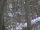 deer sighting on 1/12/08