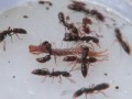 fourmis ponera a la chasse