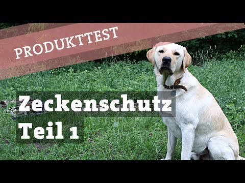 Zeckenschutz Zeckenmittel Hund - TEST dm Zeckenhalsband - Hund Zecke Zecken