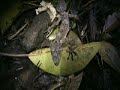 Gecko Forest #2