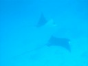 Pair of Eagle Rays