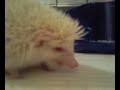 ^ hogwart ^