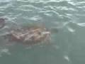 Sea Turtles of the Cayman Islands