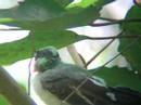 birder