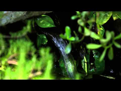 how to take care of koi