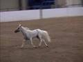 Miniature Horse show event - Liberty