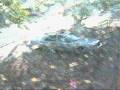 Apparition-at-First-
