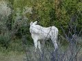 Orignal blanc