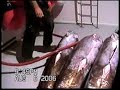 Swordfish Harpoon Fishing 2 Swordfish Harpoon Fishing 2