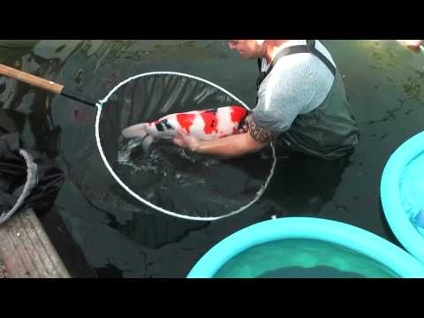 how to harvest koi