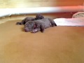 Scuppies: Joe x Scupper (21 days old)