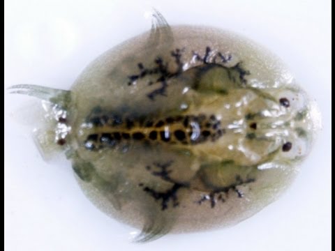how to treat koi parasites