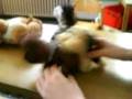 nilpferd, hund, zebra 'nd co @ mittagstisch