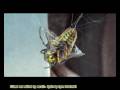 Spider kills her Wasp Prey - Wespe im Spinnennetz