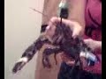 Lobster Night