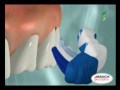 Escovação Dental – Allegro Saúde Oral