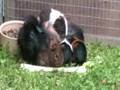 Mountain goats or baby guinea pigs?