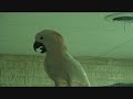 Talking Bird Parrot, saying Rub the Pretty Bird