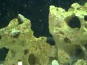 70g Saltwater Aquarium
