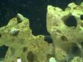 70g Saltwater Aquarium