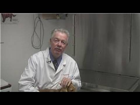 how to take care of a puppy ehow