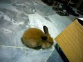 My pet rabbit Toby doing a mini-binky, he just discovered that the vacuum cleaner's box is chewable :) he's an Angora mix rabbit, coming to three months old now