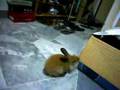 happy rabbit binky