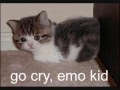 STUPID CATS PART 1