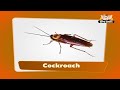 Flashcards for kids - Insects