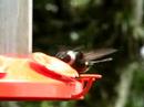 purple-throated woodstar with golden-headed quetzal calling in background