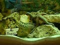Handfeeding my Moray