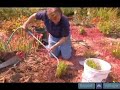 How to Winterize your Perennial Plants How to Winterize your Perennial Plants