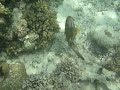 Titan triggerfish