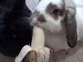 bunnys luv bananas