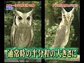 WOW! MUST SEE! SUPER! MOTHER NATURE! ХИТРЮЩАЯ СОВА: КАК ПРИКИНУТЬСЯ ВЕТОЧКОЙ!