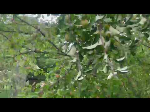 Video Prodej pozemků na bydlení.