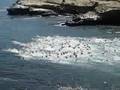 La Jolla swim