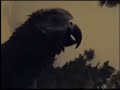 Birdy Birdy
