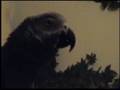 Birdy