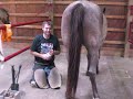 Horse Shoeing