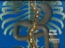 Clos.net - Mini Gastric Bypass