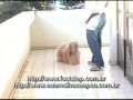 Treinamento B�sico do Lhasa Apso Parte 2