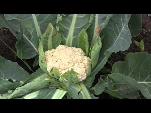 how to harvest cauliflower