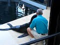 Fur Seal feeding at the New England Aquarium