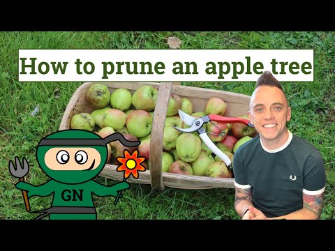 video-linktoworks-How to prune an apple tree: ultimate beginners guide!