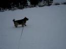 Snow Dogs